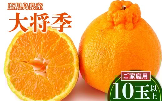 老舗青果店のご家庭用　大将季　10玉以上