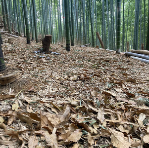 AW0101 たけのこ 朝掘り 2kg 米ぬか不要【先行予約】2027年4月順次発送 筍 タケノコ 国産 野菜 旬 新鮮 採りたて 煮物 味噌汁 炊き込みご飯 山口県 光市 室積たけのこ園