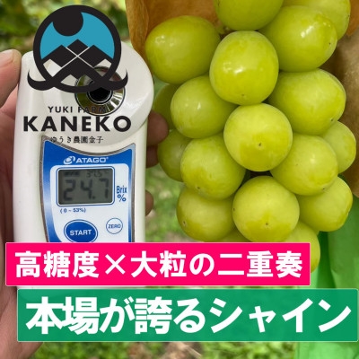 2027年発送先行受付【本場山梨が誇るシャインマスカット】高糖度×大粒が織りなす二重奏贈答プレミアム【1495753】
