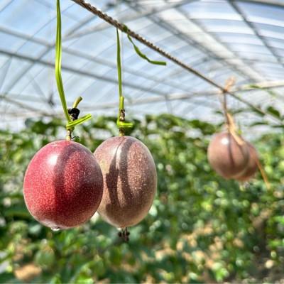 ふるさと納税 国頭村 【2026年5月から順次発送】国頭村産パッションフルーツ1kg(10〜12玉) |  | 03