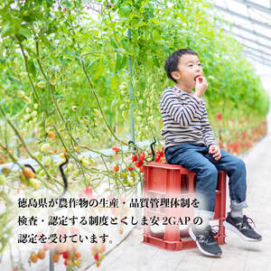 ミニトマト アイコ 約4kg トマト トマト トマト トマト トマト