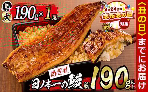 【丑の日までに配送】【志布志の日】＜肝串3本付き！＞日ノ本一の鰻の蒲焼き＜大＞1尾(約190g以上) a3-202-sbs-us