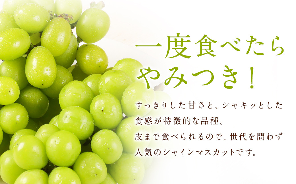 【訳あり】農園直送！ シャインマスカット 約2kg