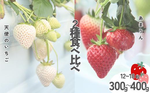 発送1月～【先行受付】紅白いちご　2種食べ比べ　「あまりん」＆「天使のいちご」300～400ｇ【苺】あまりん イチゴ おおきい スイーツ あかい 果物 ふるさと納税 いちご うまい フルーツ 期間限定 人気いちご まるい 甘い いちご 旬 直送 おすすめいちご ストロベリー 苺ジャム いちご 好きのための いちご