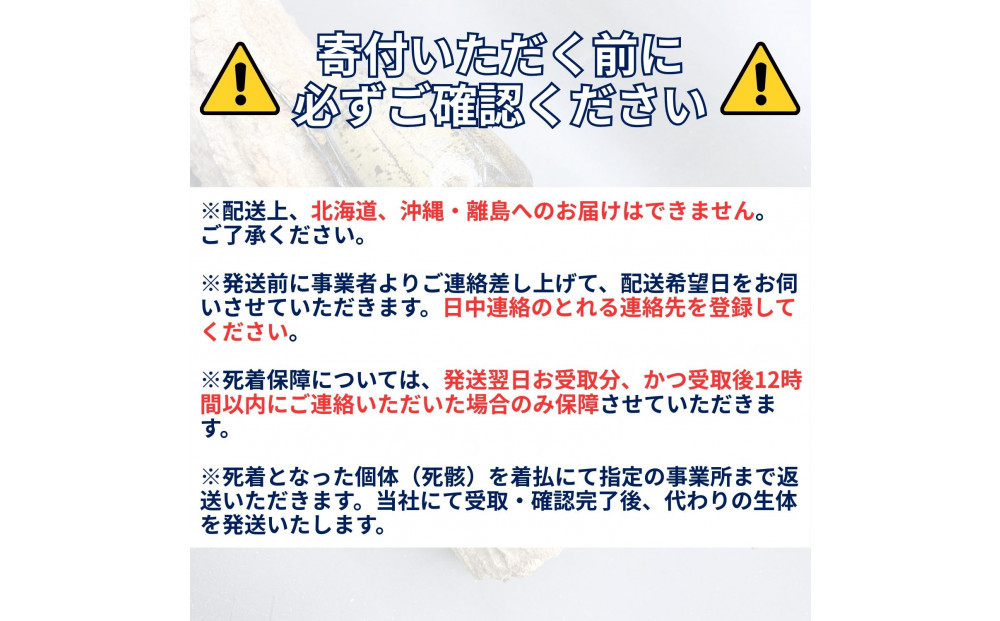 ヘラクレスオオカブト小型オス（100-120mm）【配送不可：北海道・沖縄・離島（一部除く】□