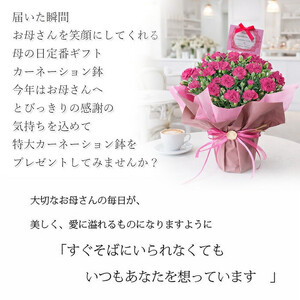 【母の日ギフト】鉢もの　「カーネション7号ピンク」＜出荷開始：2025年5/1-5/11お届け 当店おまかせ＞母の日カード付き【母の日ギフト 母の日 花束 母の日プレゼント 母の日 花束ブーケ 母の日