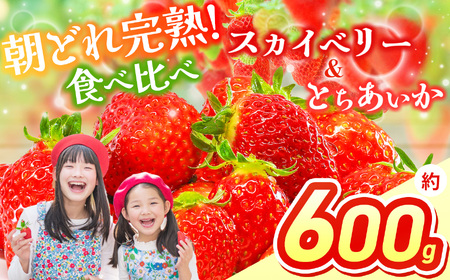 【2026年先行予約】スカイベリー＆とちあいか 食べ比べ 300g×2 | 果物 くだもの フルーツ 野菜 やさい ヤサイ 苺 イチゴ いちご とちあいか スカイベリー 食べ比べ 新鮮 甘い 数量 限定 美味しい 果物 フルーツ デザート 栃木県 那珂川町 送料無料 