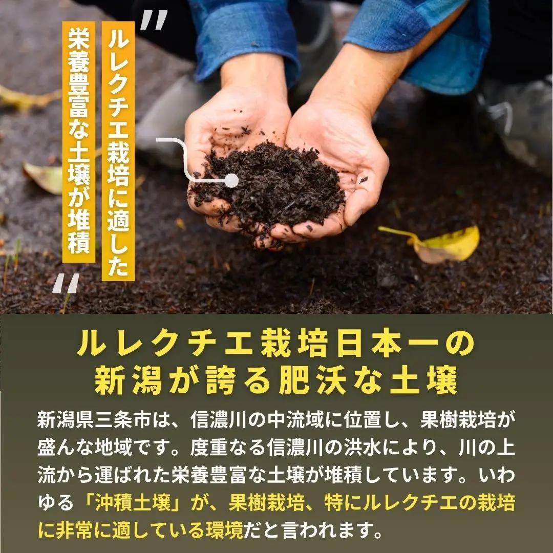 先行予約 ル レクチェ 3kg (6~10玉) 令和8年度 西洋梨 贈答用  ル レクチエ 洋梨 化粧箱 洋ナシ ル・レクチェ [渡辺果樹園]
