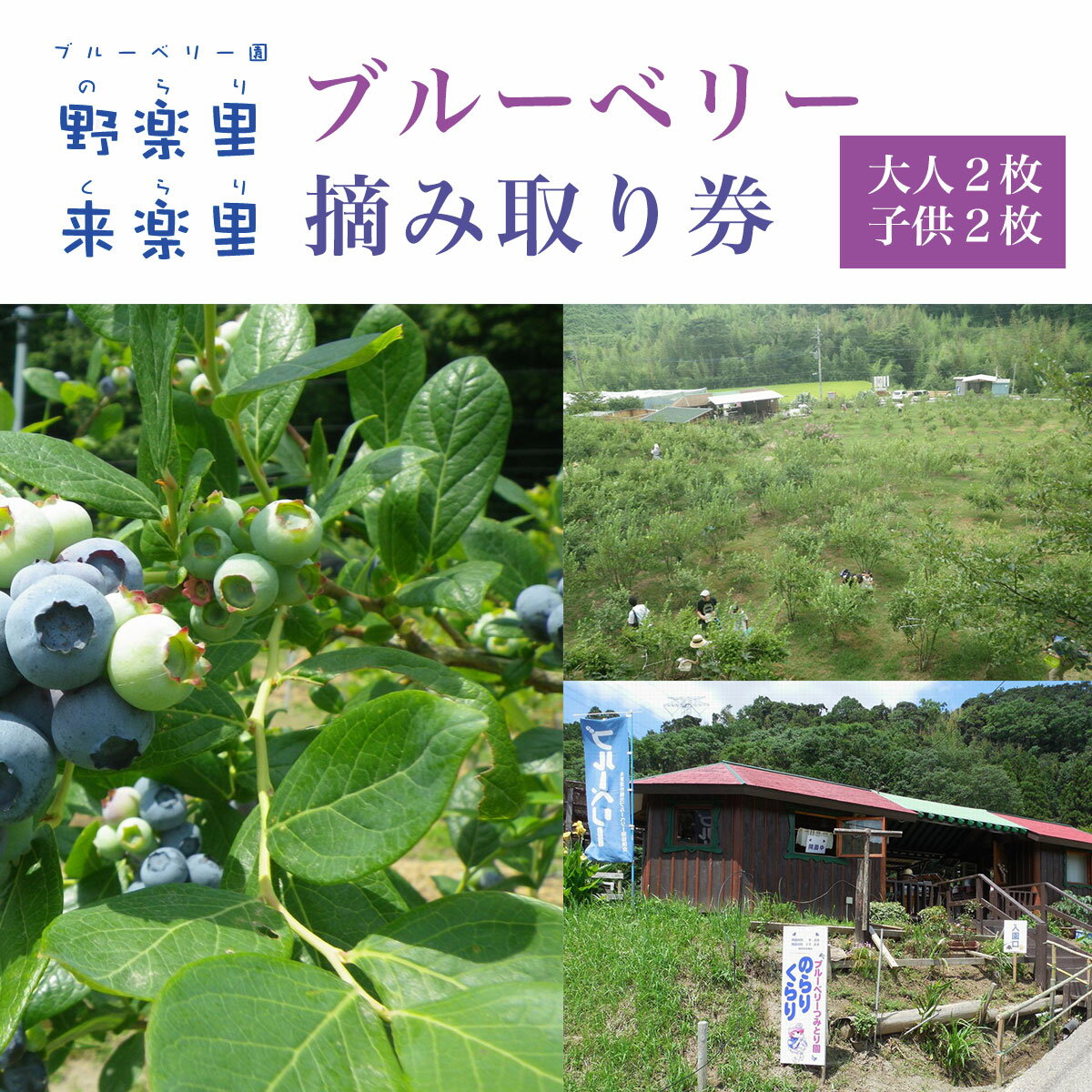 【ふるさと納税】 ブルーベリー園のらりくらり摘み取り券（大人2枚・子供2枚）ふるさと納税 ブルーベリー 摘み取り体験 体験 木更津 千葉県 送料無料 KCA004