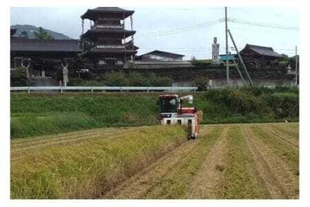 【令和7年産】獅子米 コシヒカリ 玄米 10kg 岡田ファーム コンテスト受賞米 お米 米 おこめ ブランド米 こしひかり 10キロ 国産 単一原料米 コメ こめ ご飯 銘柄米 茨城県産 茨城 産直