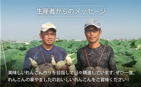 【先行予約】年末発送 泥付きれんこん3kg / れんこん レンコン 蓮根 れんこん レンコン れんこん れんこん [IAW003]