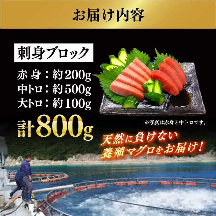 冷蔵！生本マグロ 赤身 中トロ 大トロ 計約800g マグロ まぐろ 鮪 刺身 五島列島産養殖 [RBN017] 本マグロ 本まぐろ 本マグロ 本まぐろ 本マグロ 本まぐろ九州 長崎