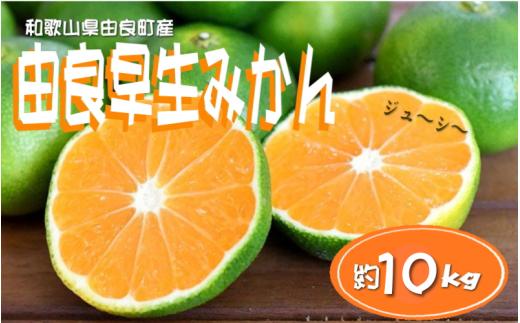 【先行予約】和歌山由良町産 由良早生みかん 約10kg 訳あり キズ 御家庭用 サイズ混合※北海道・沖縄・離島配送不可 / フルーツ くだもの 果物 柑橘 和歌山 オレンジ みかん 早生みかん【sml136】