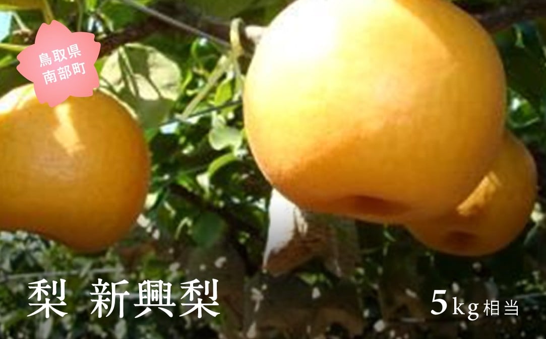 
            【YA08】新興梨（5kg箱）2026年10月出荷予定＜数量限定＞【先行予約】
          