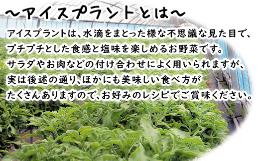 『先行予約』【12月上旬より順次発送】冬穫れハウスモロヘイヤ(100g×5袋)とアイスプラント(70g×5P)セット ネバネバ 高栄養価 プチプチ 新体験 定番おひたし 和洋中の各種スープ お肉・お魚