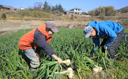 玉ねぎ 淡路島産 10kg 中生 うしろ農園 玉ねぎ