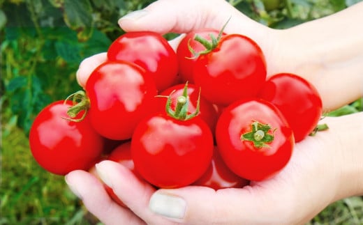 【2026年8月発送先行予約】　うめ～ずら 白馬村認定農業者のミニトマト 3kg　甘い　新鮮　朝獲り　野菜　サラダ　プチトマト　長野県白馬村【D0080218】