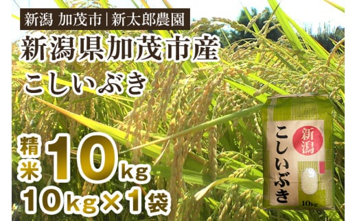 【令和7年産新米】新潟県加茂市産こしいぶき 精米10kg（10kg×1袋） 《順次出荷》 コシイブキ お米 ライス ごはん ご飯 新潟米 新潟産 加茂市産 新太郎農園