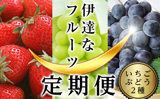 
            ＜2025年春から開始の定期便＞伊達なフルーツ定期便（いちご・ぶどう2種）果物 フルーツ 苺 イチゴ 葡萄 ブドウ 福島県 伊達市 F20C-487
          