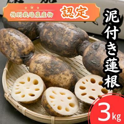 ふるさと納税 江北町 【地元江北町産】 泥付き蓮根 3kg