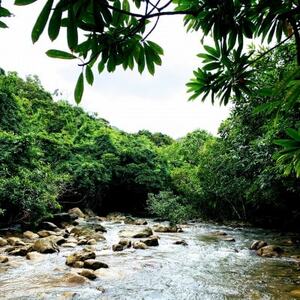 やんばるの自然を満喫!安田川ジャングルカヌー体験チケット2名様【1606644】