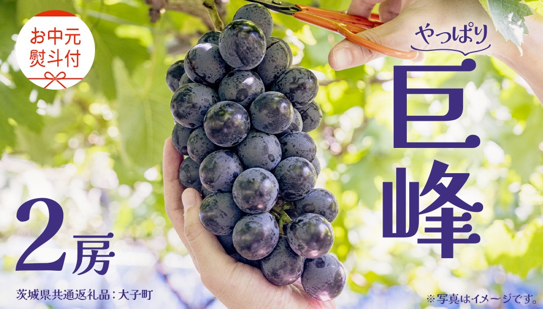 【 お中元 熨斗付き】 巨峰 ２房 【2025年8月上旬発送開始】(茨城県共通返礼品：大子町) ぶどう 葡萄 ブドウ フルーツ 果物 スイーツ ギフト 贈答用 贈り物 プレゼント