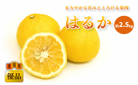 【2027年2月中旬頃から順次発送】はるか 家庭用(優品) 約2.5kg【KK0201】