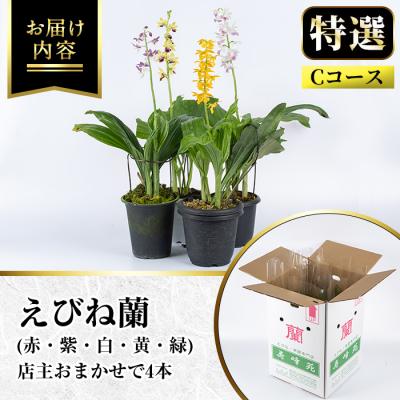 ふるさと納税 いちき串木野市 【個数限定】<3月末まで受付 >寿峰苑特選えびね蘭店主おすすめ開花済Cコース |  | 01