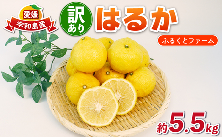 訳あり はるか みかん 約5.5kg ふるくとファーム サイズ混合 かなこちゃん はるかみかん 先行予約 果物 くだもの フルーツ 甘い 爽やか 美味しい 柑橘 蜜柑 mikan 愛媛ミカン 愛媛蜜柑 愛媛みかん 訳アリ 訳あり品 訳有り わけあり 数量限定 産地直送 国産 愛媛 宇和島 B010-037007