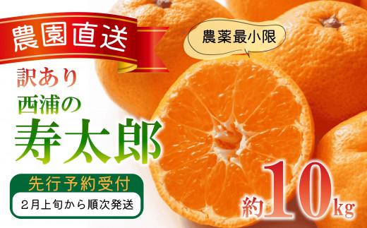 訳あり みかん 寿太郎 10kg 木負観光みかん園 ミカン オレンジ 蜜柑 柑橘 フルーツ 旬 果物 国産 産地直送 季節限定 西浦 沼津市 静岡県
