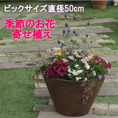 ふるさと納税 朝倉市 ビッグサイズ　季節のお花寄せ植え　直径50cmの鉢に季節のお花を植え込みました。