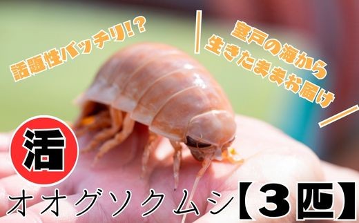 
                  【テレビで取り上げられました！】深海王国からお届けする≪活オオグソクムシ３匹セット≫ オオグソクムシ 深海魚 深海生物 珍味 活 生 セット 詰め合わせ 観賞用 観察 飼育 研究 自由研究 教材 夏休み 珍しい 生き物 生体 深海 海の幸 海産物 魚介類 蟹 カニ 海老 エビ 魚介 産地直送 産直 自宅用 家庭用 お取り寄せ 海来 高知県 室戸市
                