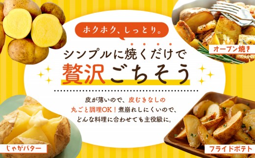 《！数量限定！》【新じゃが】インカのめざめ 混合サイズ 10kg