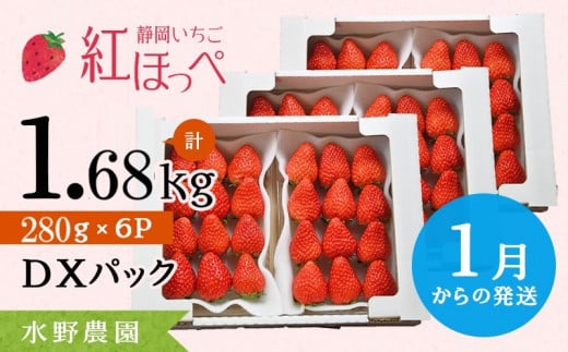 ６２８０　①1月からの発送 掛川産完熟いちご 紅ほっぺ 280g×6P 1.68ｋｇ (1ｐ：8～15粒入)　※発送時期をお選び下さい①1月 ②2月 　受付順に順次発送・ 水野農園