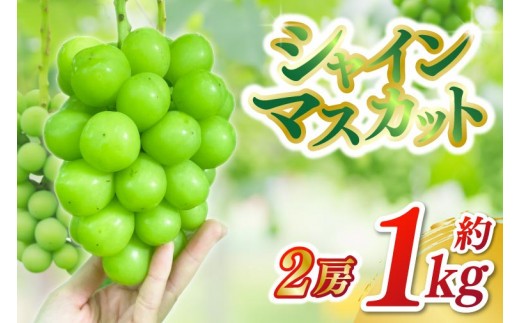 
                  シャインマスカット 2房（約1kg）【2026年9月下旬発送開始】  【数量限定・受付終了間近】 種なし 種無し 糖度20度前後 数量限定 ぶどう 葡萄 ブドウ 大粒 採れたて 生産農家直送 農家直送 紫波町 フルーツ 果物 岩手県 (DH006)
                