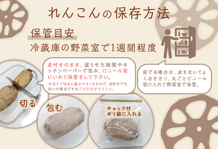 75T-03【大口れんこん】新潟県長岡産レンコン2kg