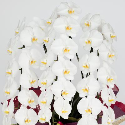 ふるさと納税 三芳町 【胡蝶蘭】豪華な大輪系・45輪付き |  | 01