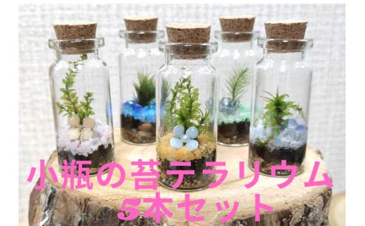 
小びんの苔テラリウム　５本セット　　お手入れ　　置き場所　　
