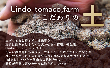 【先行予約】カラフルミニトマト 約1.8kg トマト