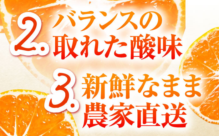 みかん ミカン 蜜柑 フルーツ 果物 みかん くだもの 柑橘 旬 果実 甘味 酸味 産地直送 みかん 農家直送 数量限定 国産