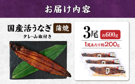 国産活うなぎ3尾（蒲焼）[AQDF008] 鰻 鰻 鰻 鰻 鰻 鰻 鰻