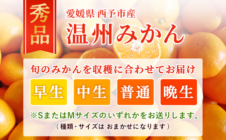 ＜西予市産 温州みかん 秀品 約5kg＞ 蜜柑 ミカン みかん 果物 フルーツ 柑橘 国産 愛媛県産 サイズおまかせ 5キロ うんしゅうみかん ウンシュウミカン 特産品 丸二青果 愛媛県 西予市【常温