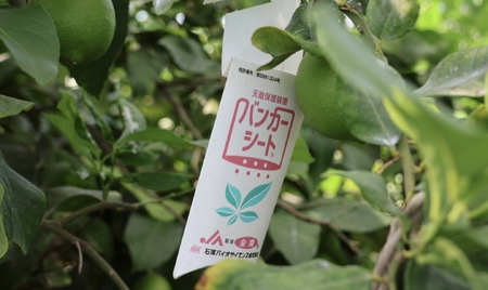 レモン グリーンレモン 愛媛 温室レモン ハウスレモン 2.5kg 【8月下旬から順次発送予定】 数量限定 檸檬 柑橘 フルーツ ビタミン 国産 伊予市｜C132