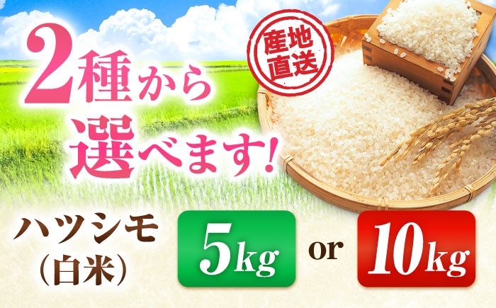 米 こめ コメ 白米 はくまい ご飯 ごはん