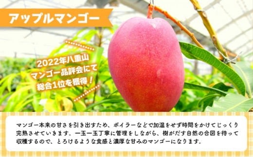 2026年 先行予約 アップルマンゴー 約4kg 8～12玉入り 八重山マンゴー品評会総合1位を計3回獲得！高糖度保証！農園ファイミール 濃厚 果物 フルーツ 約4kg (8～12玉)