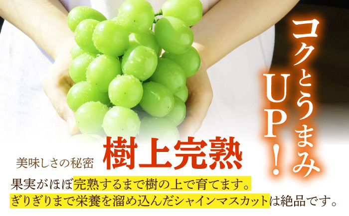 シャインマスカット マスカット 長崎県産 長与町 産地直送 果物 フルーツ 甘い 完熟 季節限定 先行予約