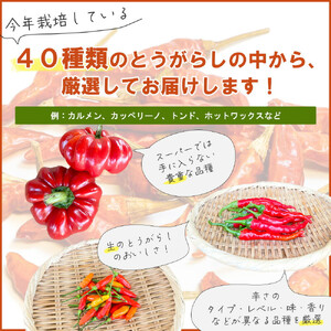 【十色とうがらしファーム】世界のとうがらし詰合せ＜ヨーロッパ＞【11100-0811】