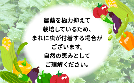 【3回お届け定期便】野菜セット 先行予約 10種類前後｜野菜 福島県 大玉村