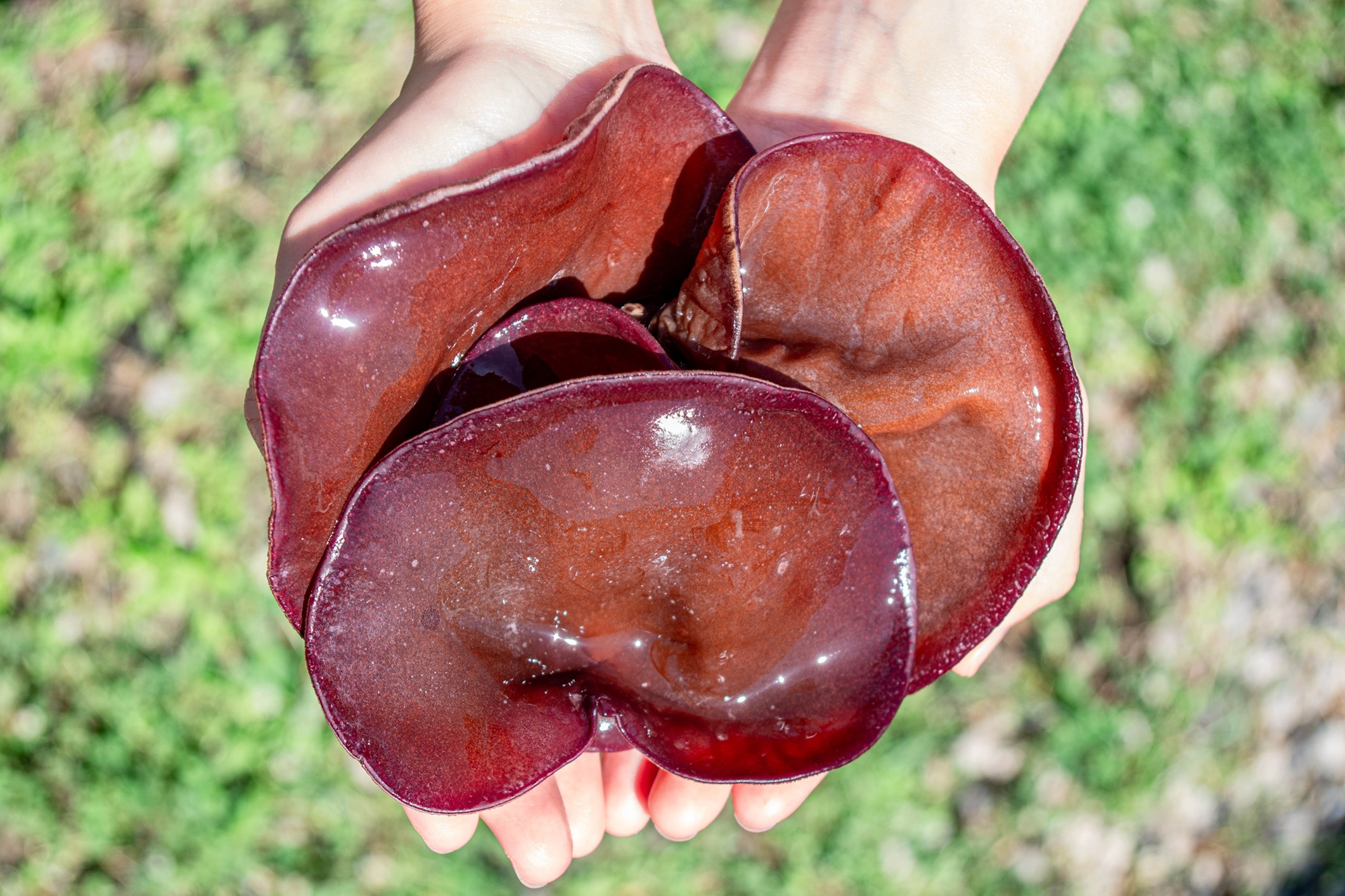 M254　「夢のきくらげ」白いきくらげ・あらげきくらげセット２