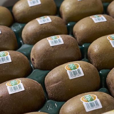 ふるさと納税 川崎町 福岡産ブランドキウイ・甘うぃ12-15玉箱(約1.5kg)(川崎町) |  | 01